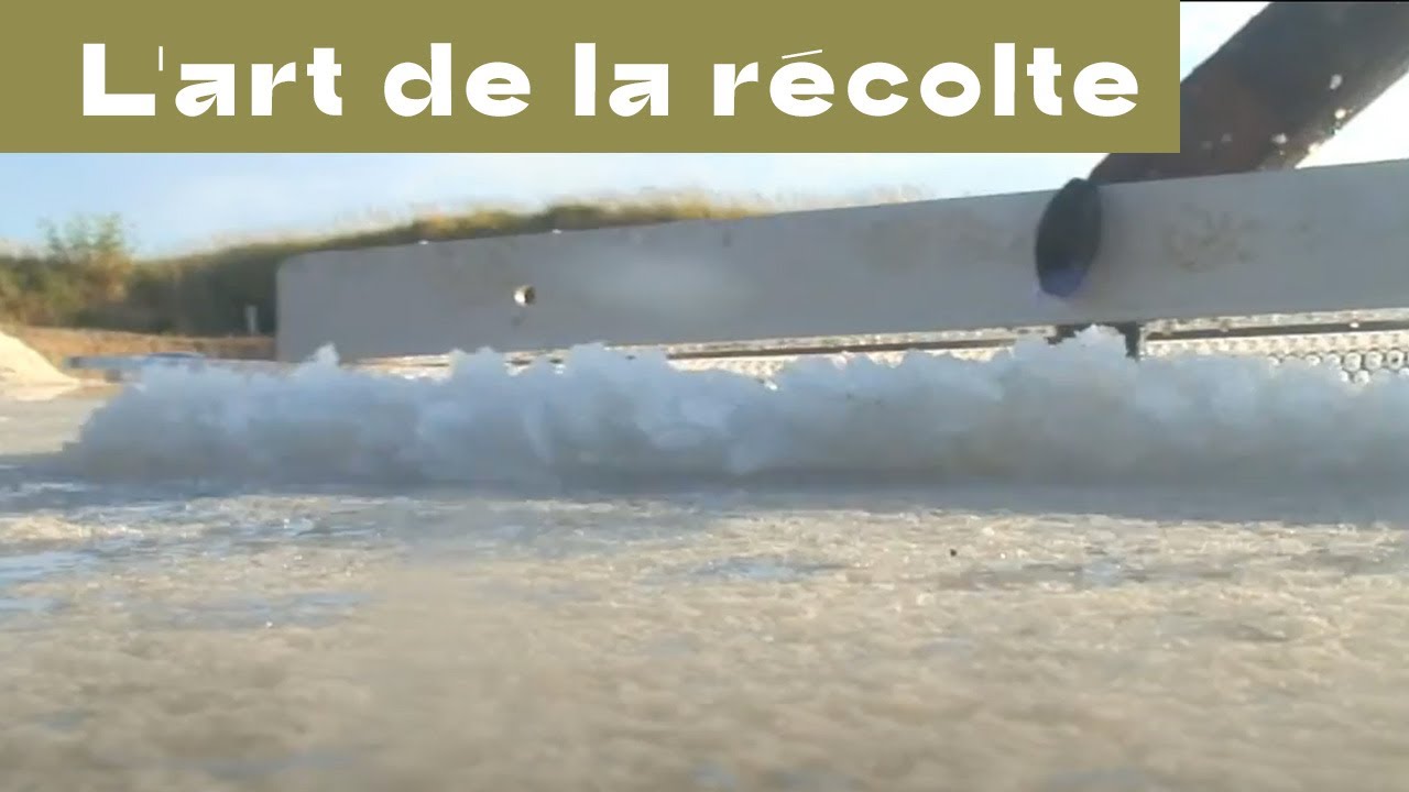 La récolte de la Fleur de sel de Guérande Le Guérandais