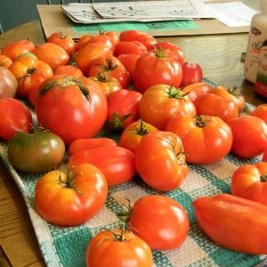 Récolte abondante de tomates fraîches sur une table.