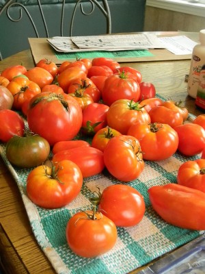 Tomates à la Provençale au four