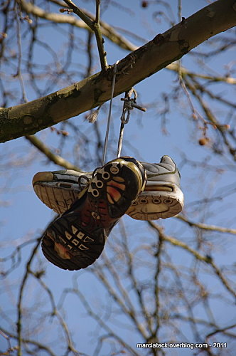 chaussures dans un arbre