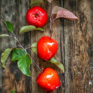Pommes d'amour rouges sur bois rustique