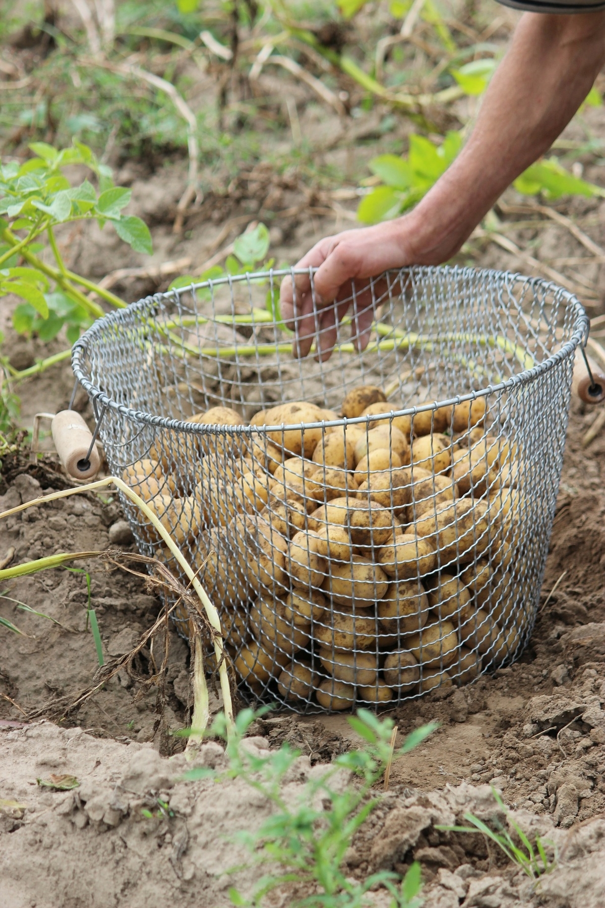 Récolte de pommes de terre dans un panier métallique