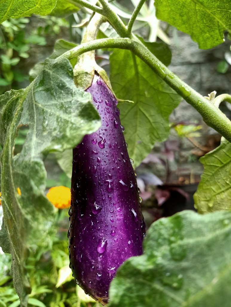 aubergine