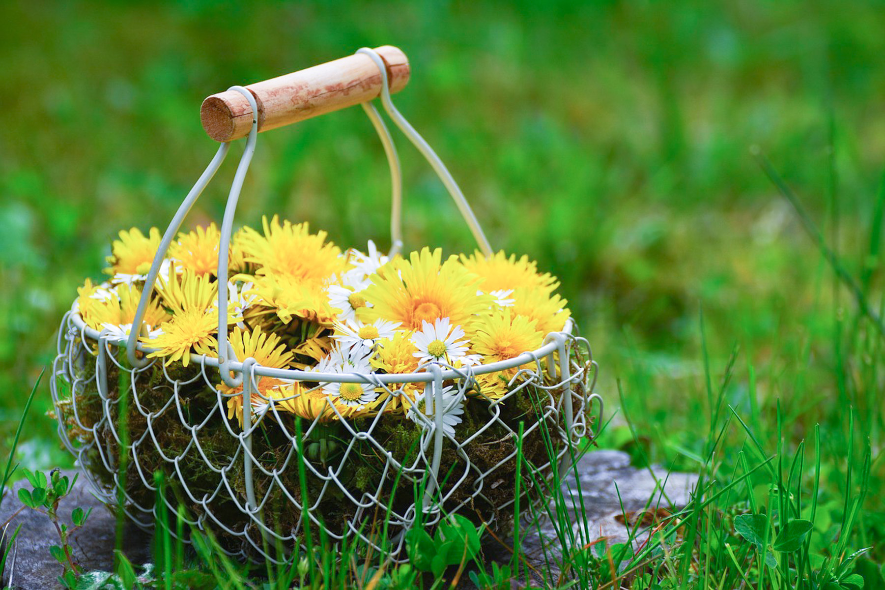 Panier de pissenlits et marguerites dans l'herbe.
