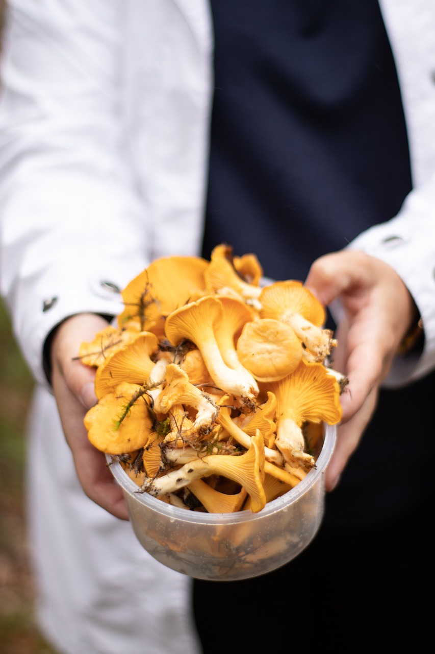 cuisiner les girolles