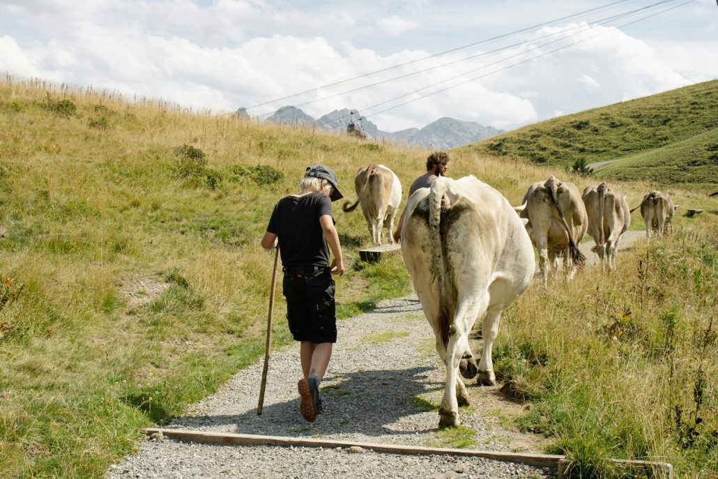 éleveur local avec son troupeau de vaches
